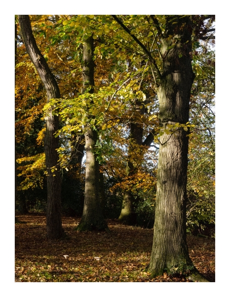 Kelvedon Hall, Brentwood